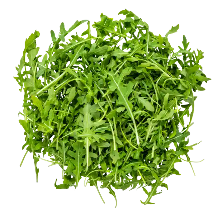 rucola