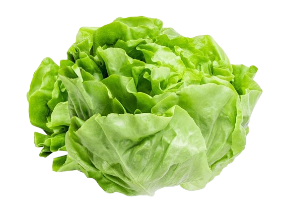 🥬Sla