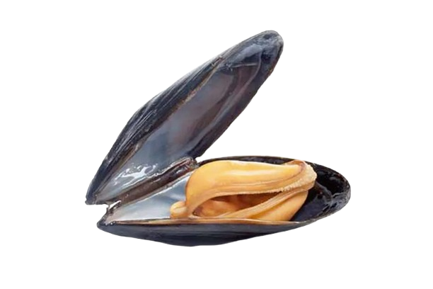 Mosselen